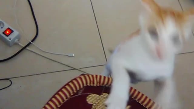 Funniest Cats - Don't try to hold back Laughter - Funny Cats Life_HD