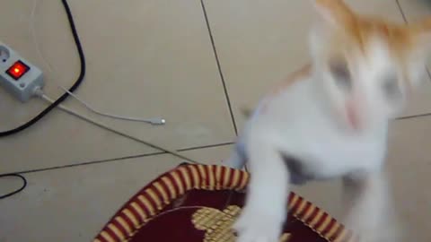 Funniest Cats - Don't try to hold back Laughter - Funny Cats Life_HD