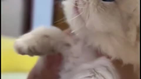 Funny cats episode 132 shorts (720p)