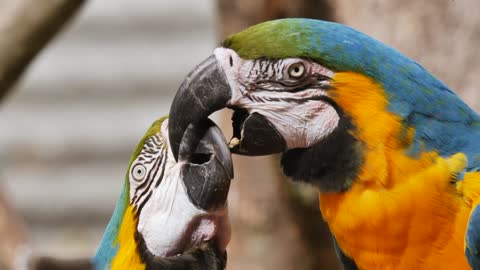 Bird Parrot Colorful