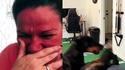 The difference between 2 dogs
