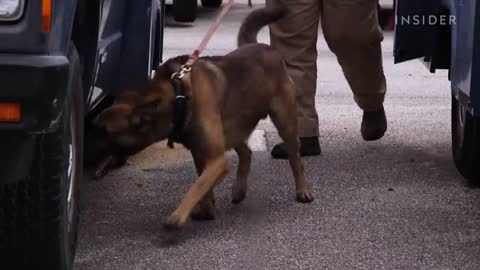 How Military Dogs Are Trained | Boot Camp | Business Insider