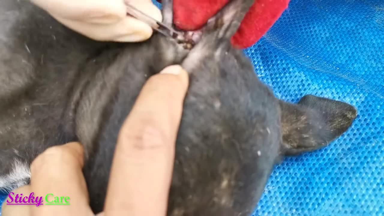 Removing Ticks From Dog