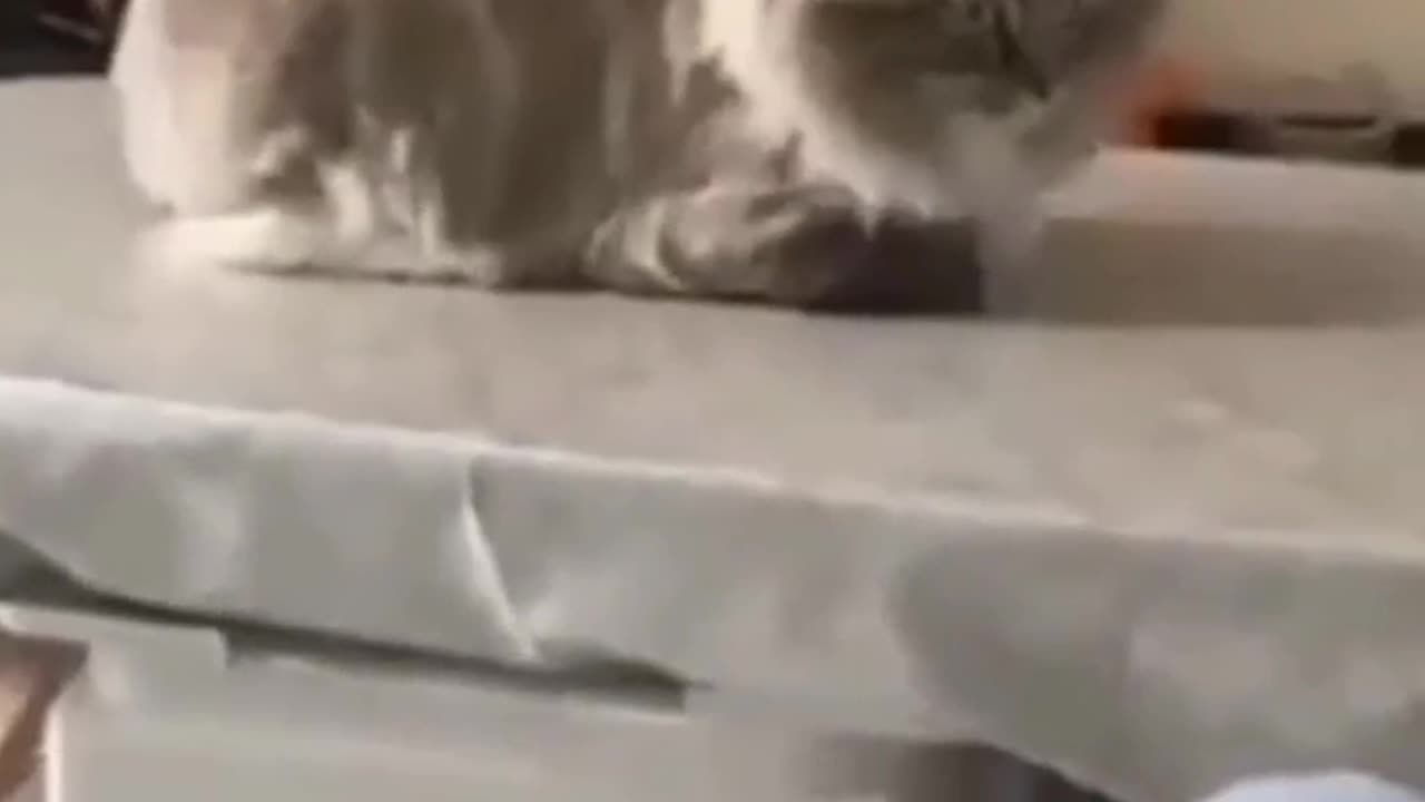 Funny cat videos