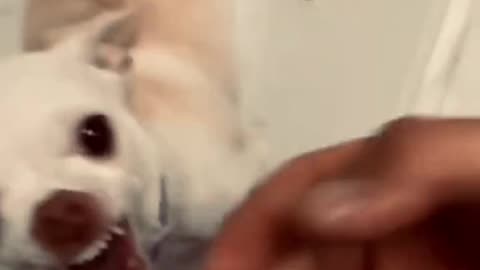 angry dog getting mad at the owner