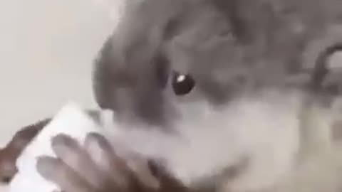 Cutest Animals Baby Ever