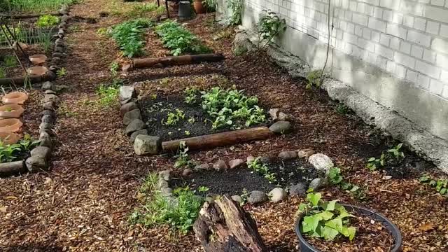 Gartenupdate - Seit der Aufräumaktion hat sich einiges getan!