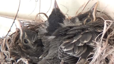 Baby Robins