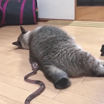 I_Surprise_My_Dogs___Funny_Dogs___Cats___Best_Funny_Animal_Videos2023(1080p)