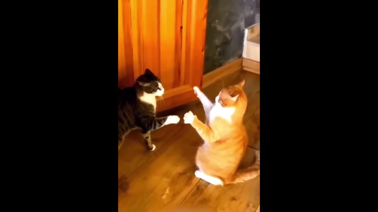 Cat and dogs funny video