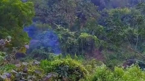 I Live In Forest Vlog Comming Soon Shagufa Kitchen And Vlog. #short