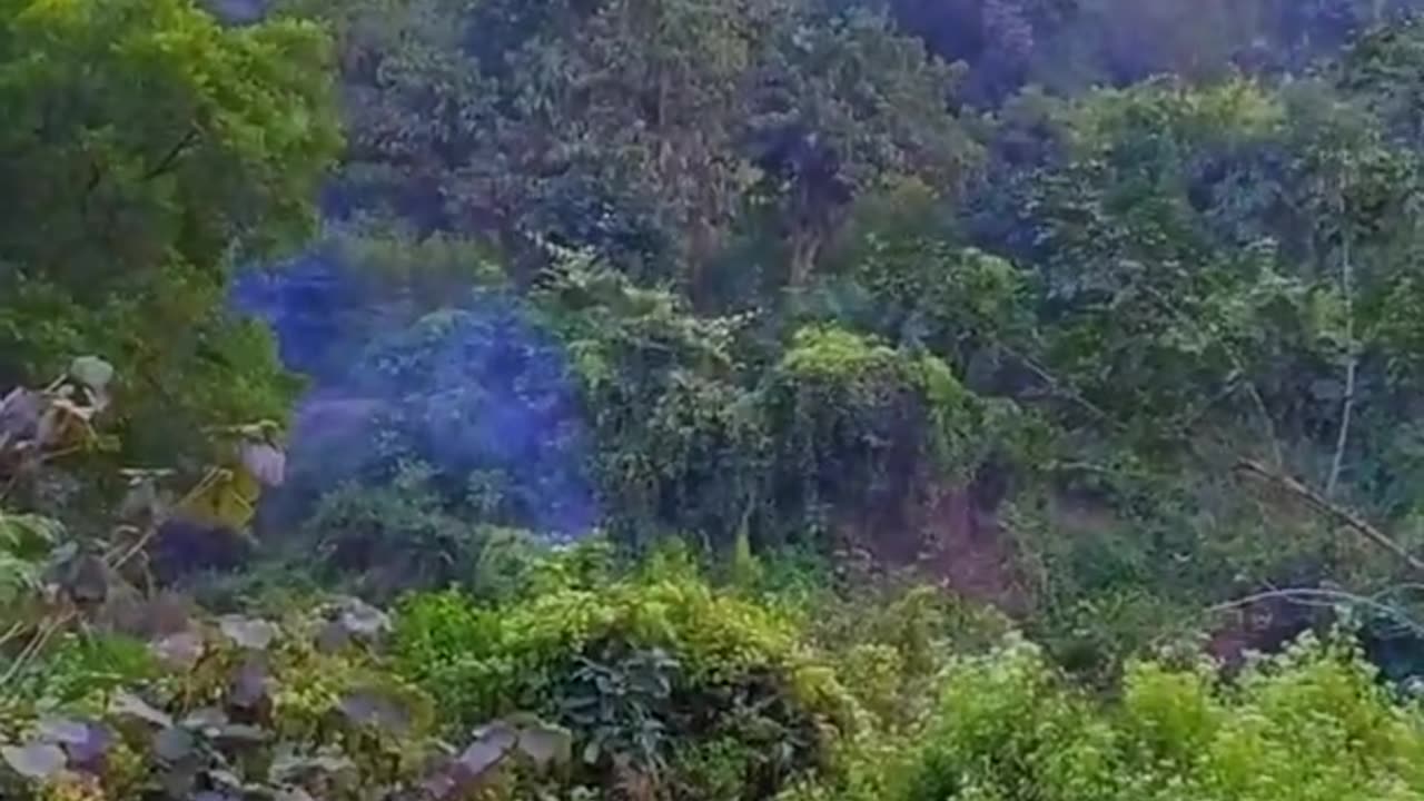 I Live In Forest Vlog Comming Soon Shagufa Kitchen And Vlog. #short