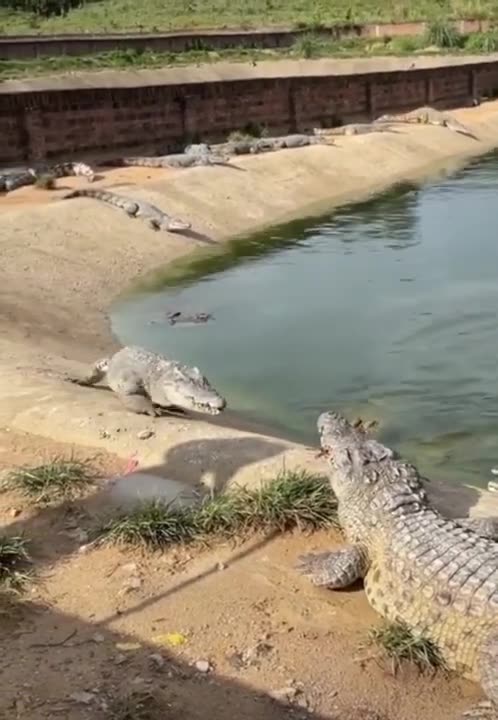 strong crocodile #shorts 2022-2023