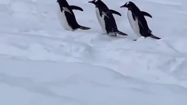 Antarctic Gentoo penguins 🐧