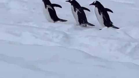 Antarctic Gentoo penguins 🐧