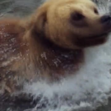 The bear bathes in the river