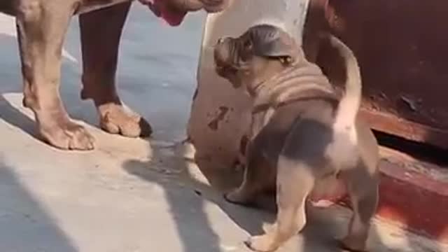 Dog funny video