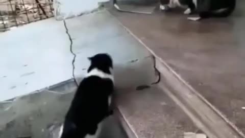 Cats and dogs funny 📸