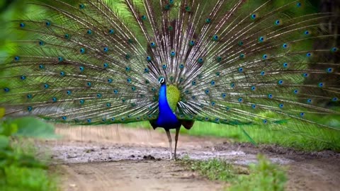Peacock Dance
