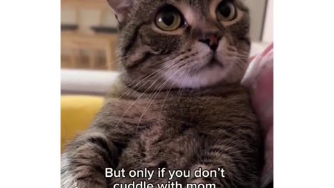 The Cat Believed Every Single Word