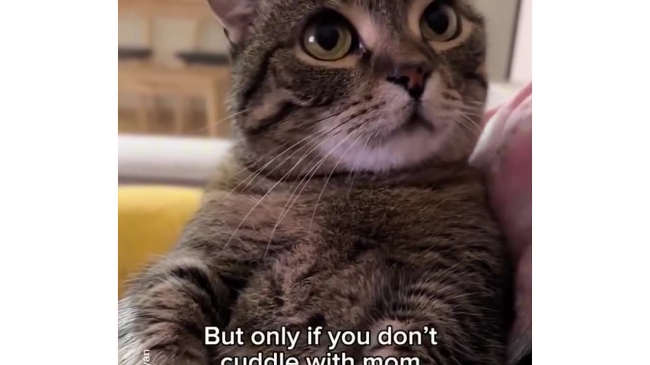 The Cat Believed Every Single Word