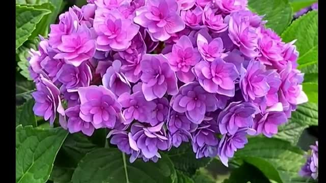 Hydrangea