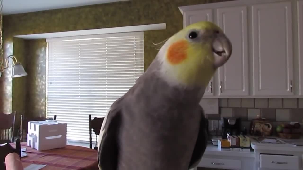 Cockatiel Whistling 2