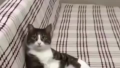 MADAME CAT IMITATES A HUMAN