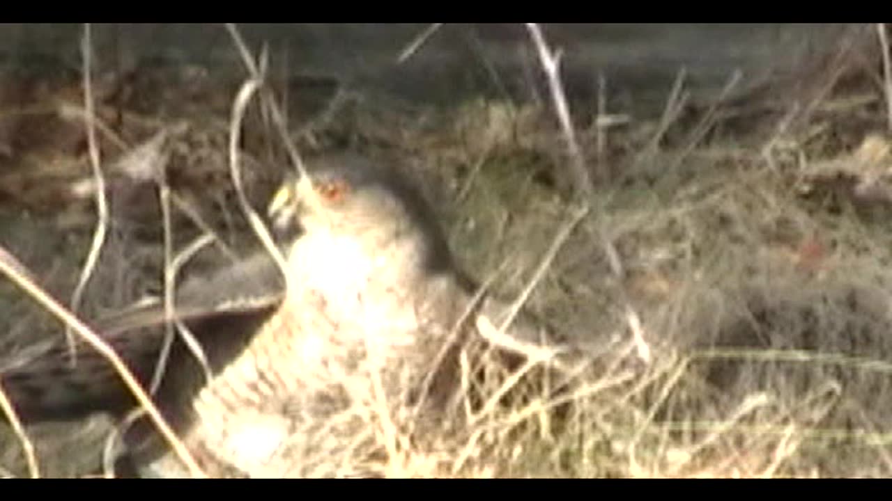 Coopers Hawk takes Blue Jay for lunch