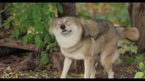 Wolf (Canis lupus), also known as the gray wolf is the largest extant member of the family Canidae