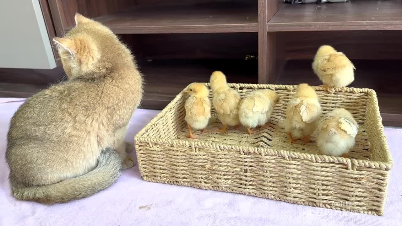 The kitten sincerely wants to be the mother of the chick. they sleep and play togetherš„