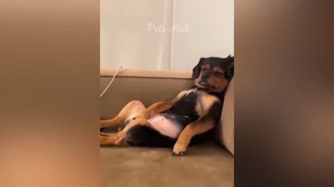 Cute and Funny Animals Compilation #1