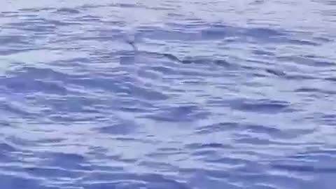 Ever seen a flying fish?