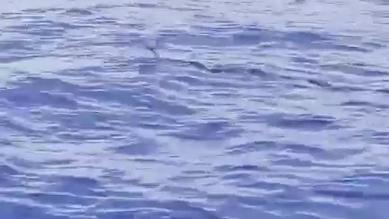 Ever seen a flying fish?