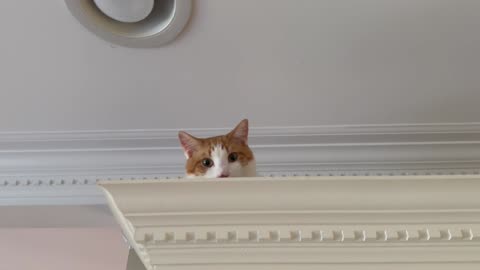 Cat Hides on Cabinet
