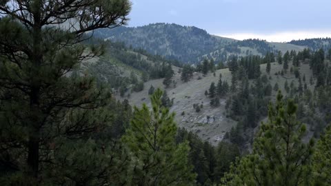 Trees along a gulch