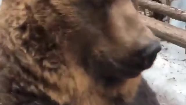 Bear Walking On Hind Legs Crosses Paths With Morning Walker