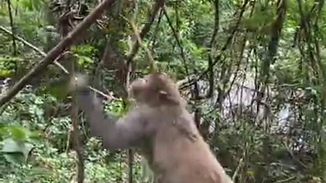 Cute Monkey China & Funny Love monkey| Animals Love