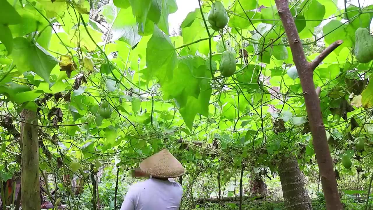 In-Season Produce: Harvesting Cabbage and Chayote