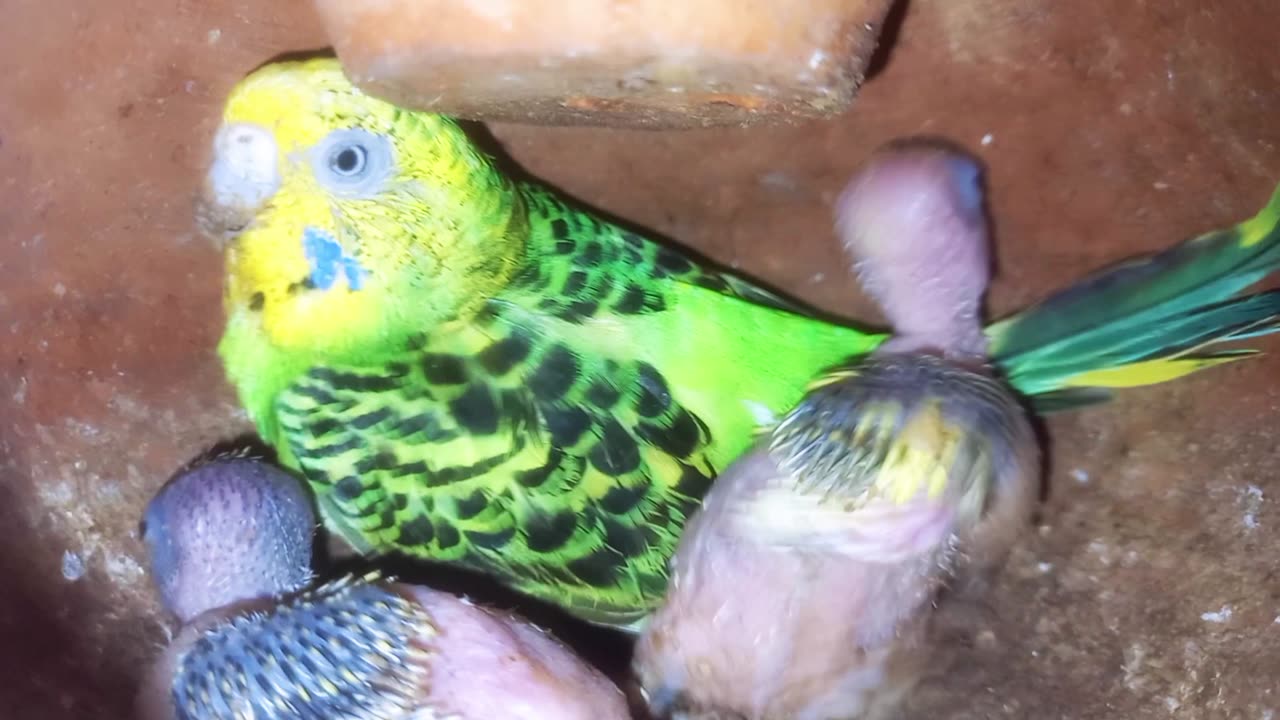 Beautiful baby budgies parrots growth stage