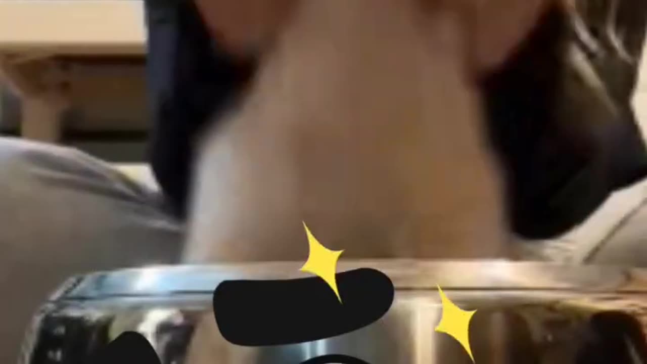 Dog play best drum with owner