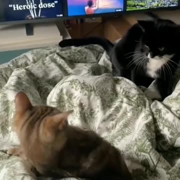 Angry cat likes to hit ~ Try Not Laugh