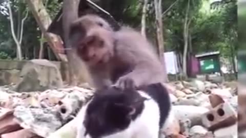 cat and monkey in funny mood