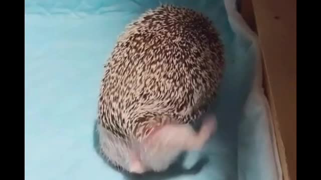 Do you know how funny hedgehogs are?