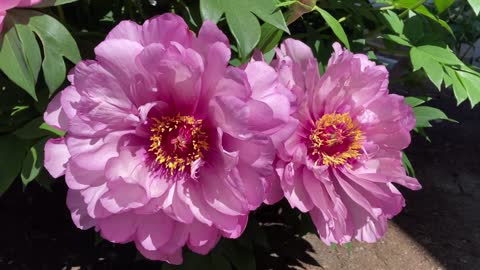 Canadian Peony Society Virtual Show