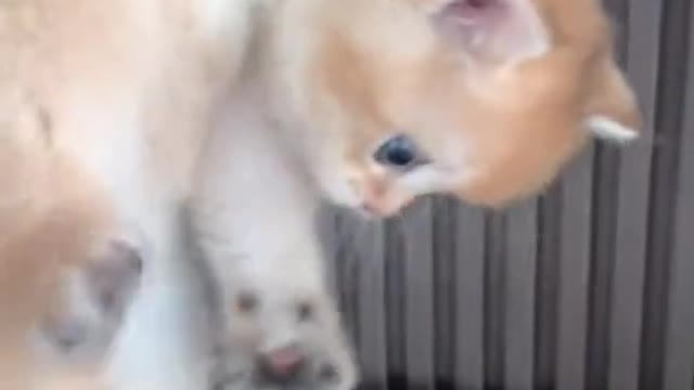 Only for cat lover😍. Such a cute cat😍