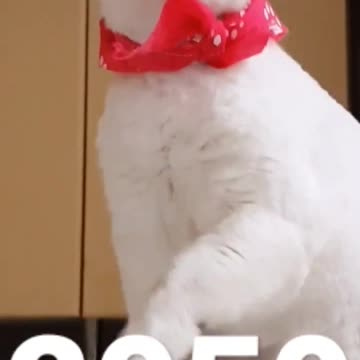 Best Cat Videos of the Year So Far #shorts #cute #catshorts