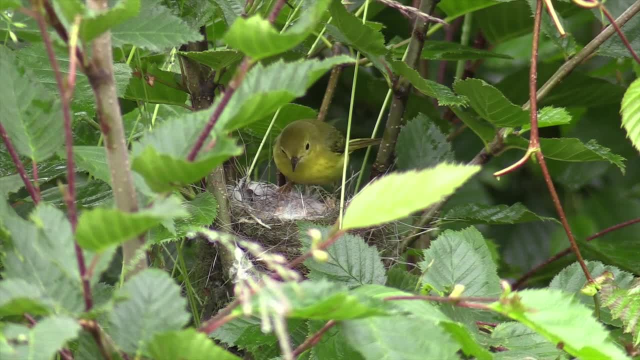 Yallow warblar feed her babies