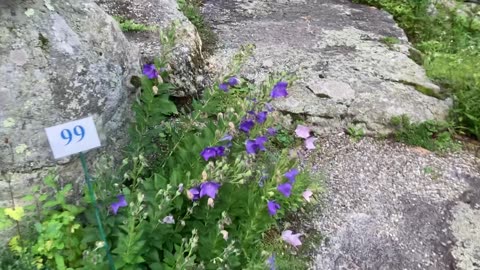 Stonecrop Gardens (Putnam Valley, NYS) 3