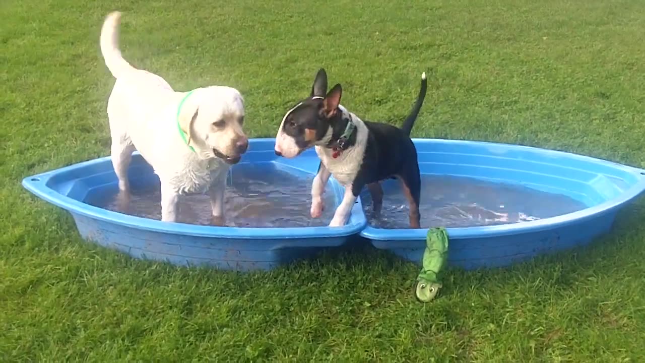 Ava Labrador with Darcy & Ruby English Bull Terriers.